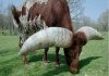 bull horns (1)