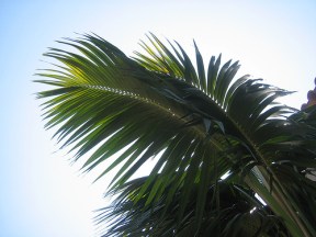 africa palm