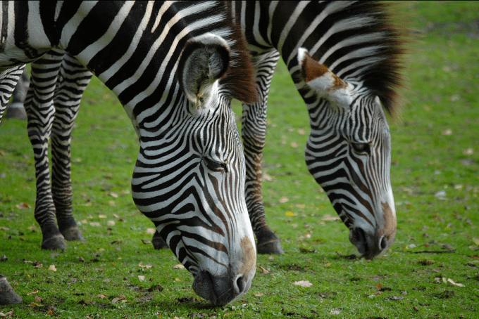 Zebra by Marieke IJsendoorn-Kuijpers on Flickr