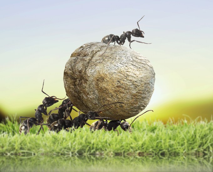 ants boulder