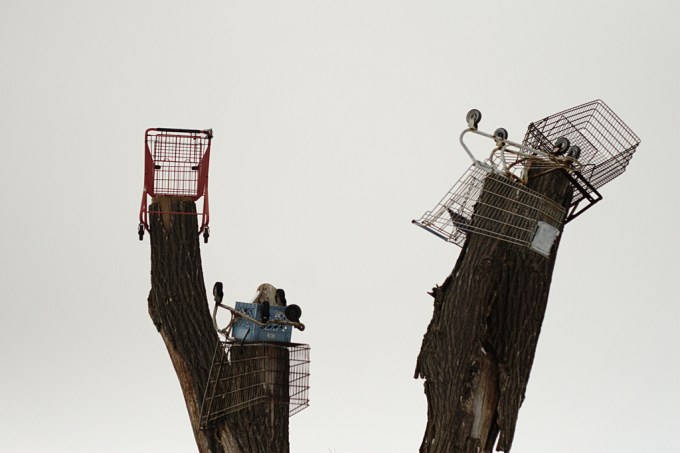 shopping carts in trees