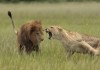 aggressive-lioness