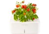 click & grow tomatoes