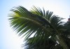 africa palm