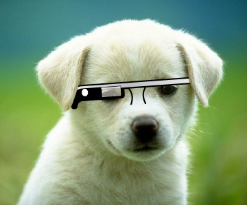 puppy-glasses