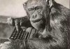 monkey-with-keyboard2