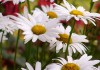 Image of daisies courtesy of Flickr user rerod via Creative Commons license https://www.flickr.com/photos/54636547@N00/2951068080/sizes/m/in/photostream/