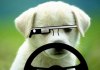 puppy-glasses-(1)