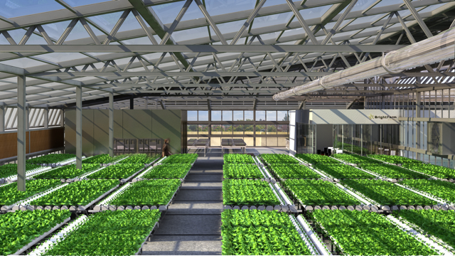 Inside a BrightFarms greenhouse.