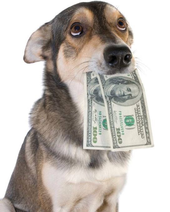 Dog holding two one hundred dollar bills in its mouth like a bone.