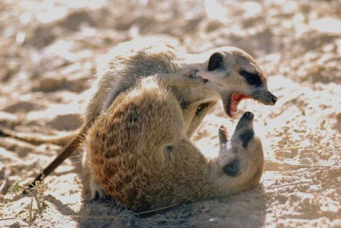 Juvenile_meerkats_playfighting