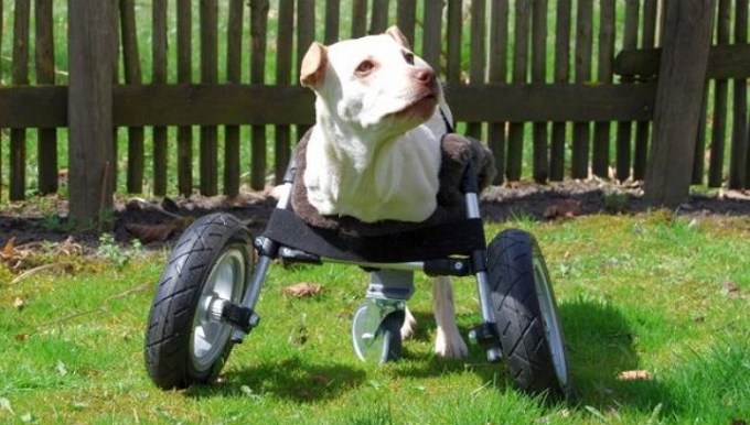 3d-printed-dog-wheelchair