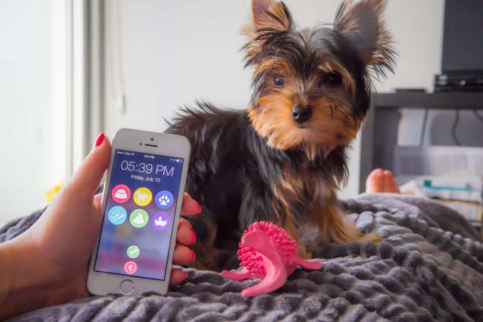 photo of DogSync Is An App To Help Your Family Keep Track Of Feeding Fido image