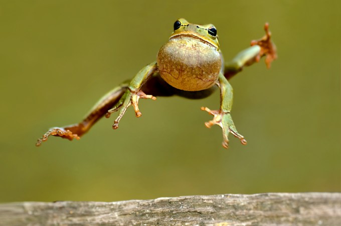 Leaping frog with huge mouth.
