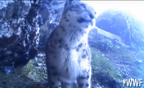 kik-snowleopard-yawn