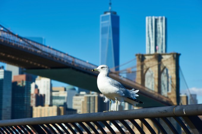 brooklyn bridge nyc seagull