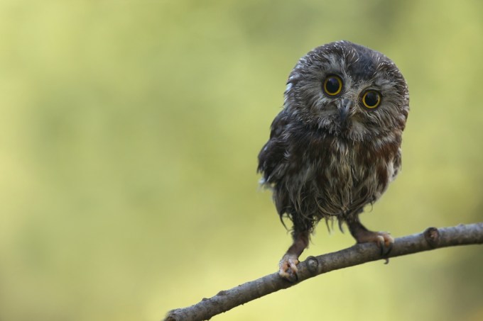 shutterstock owl