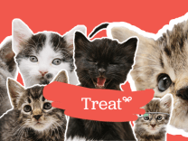 Protect your pet with Treat’s on-demand vet visits