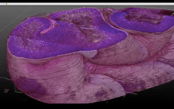 One frame of a 3D map of animal tissue from 3Scan.