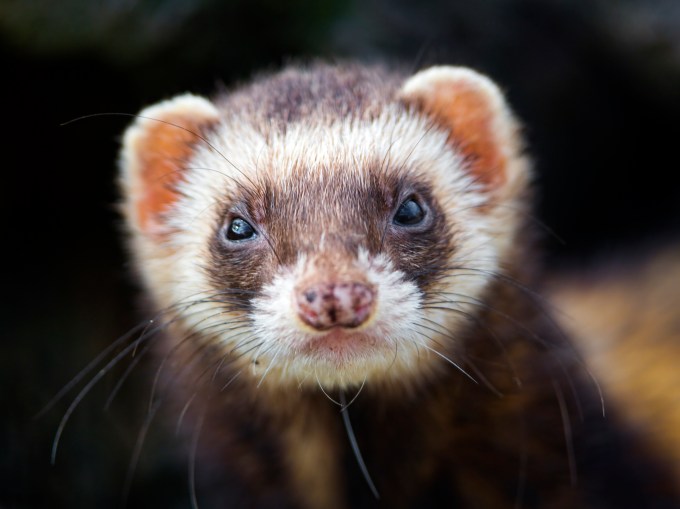 It's the first time that I really can get such a cute ferret portrait!
