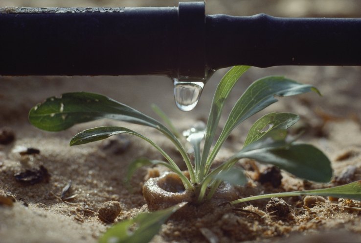 photo of Drip irrigation provides a conduit for change image
