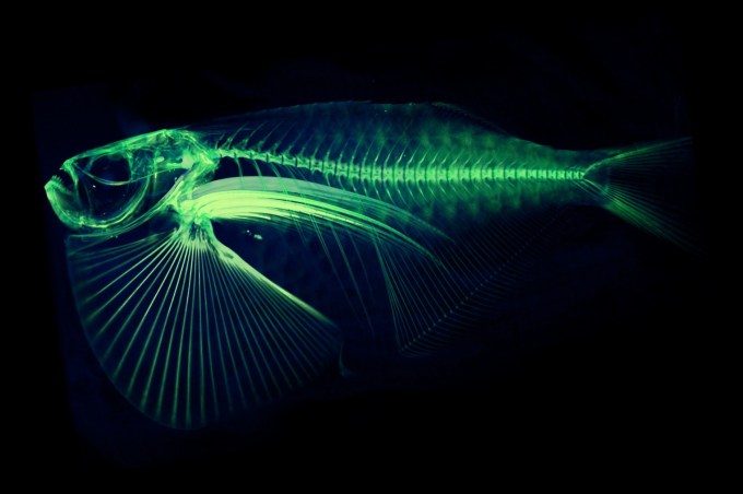 Thoracocorax-stellatus-Spotfin-hatchetfish