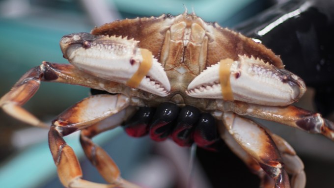 A live crab sold on the Gfresh marketplace.