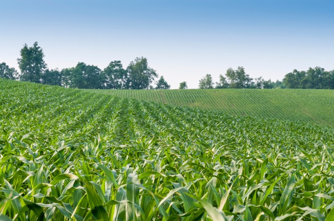 Field of corn growing in Kentucky (Photo: Getty Images/Universal Images Group)