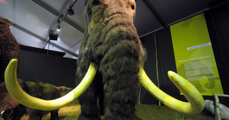 photo of Havard-led woolly mammoth de-extinction project gets closer to reality image