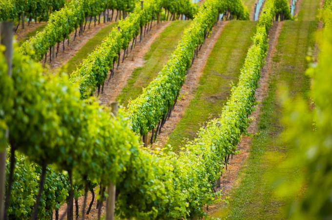 Treasury Wine Estates vineyards.