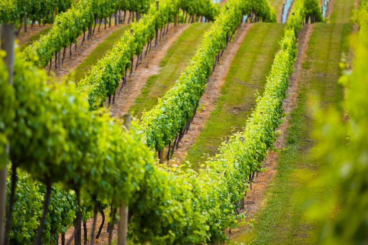 WineryGuide is, quite obviously, a guide to wineries